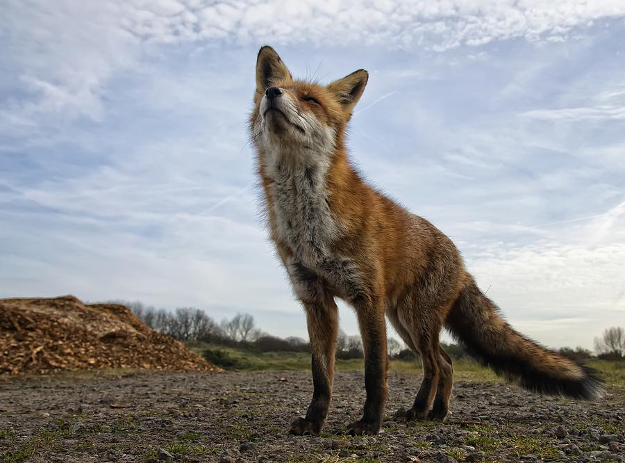 The Curious Fox Photograph by Gert Van Den Bosch