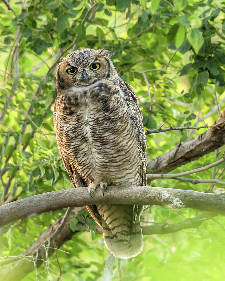 The Curious Great Horned Owl Photograph by Yeates Photography