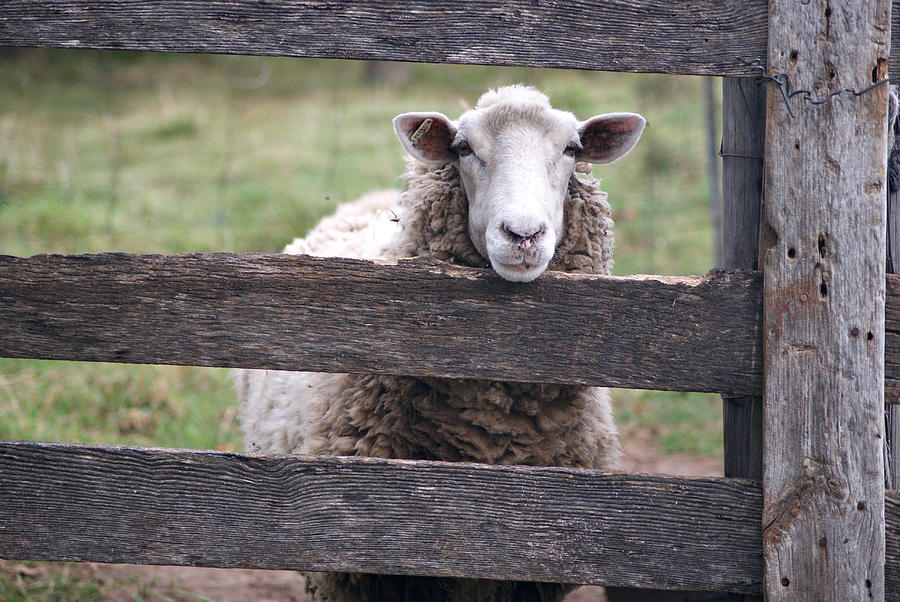 Curious Sheep Photograph by Sandra Church
