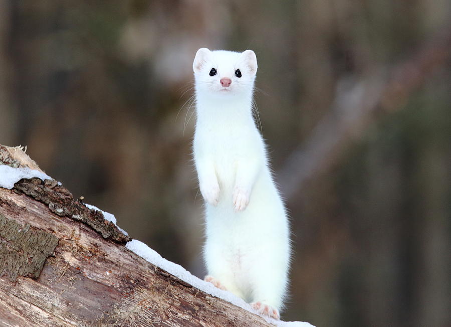 The Curious Weasel Photograph by Duane Cross