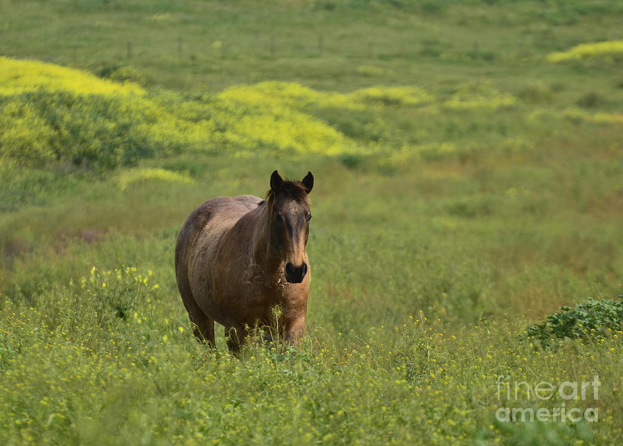 The Curious Working Horse Photograph by Debby Pueschel
