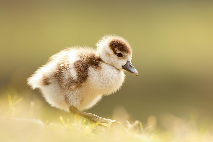 Goose Photograph - The Cute Factor - Egyptean Gosling by Roeselien Raimond
