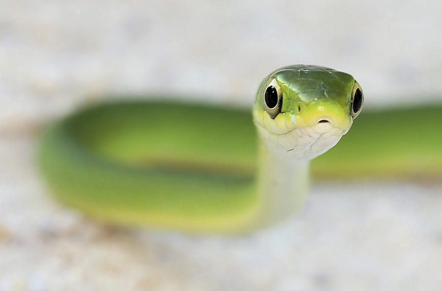 The Cute Green Snake Photograph by JC Findley