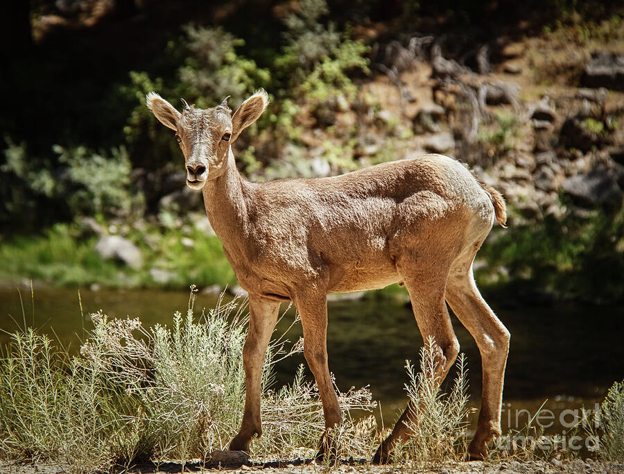 Zion National Park Photograph - The Cute One by Robert Bales