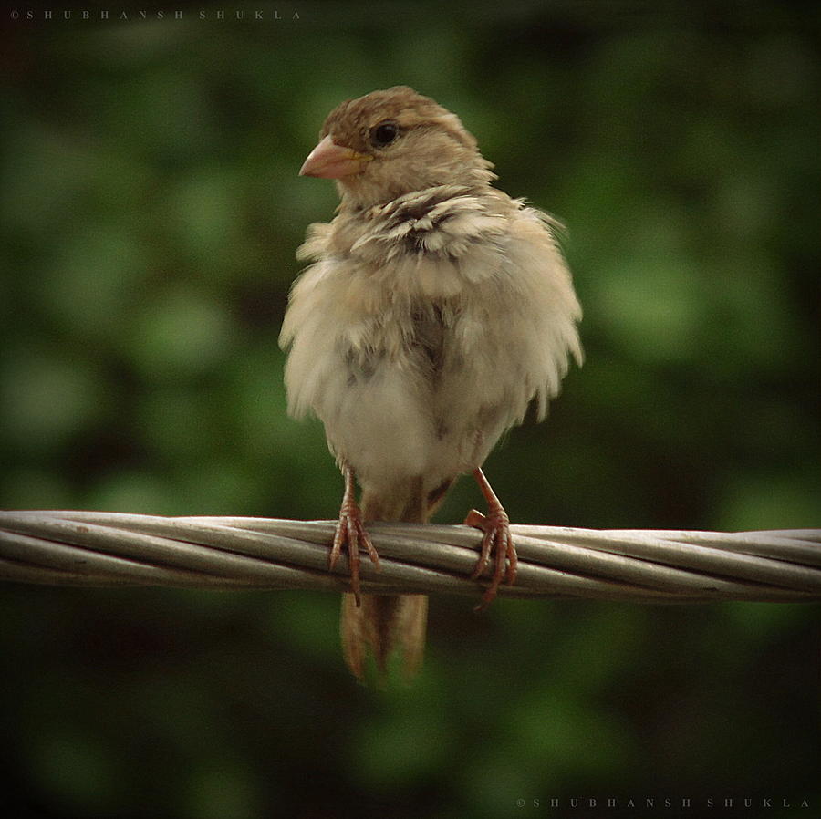 The Cutest Sparrow Photograph by Shubhansh Shukla - Pixels