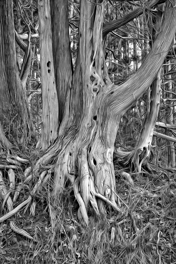 The Cycle bw Photograph by Steve Harrington - Fine Art America