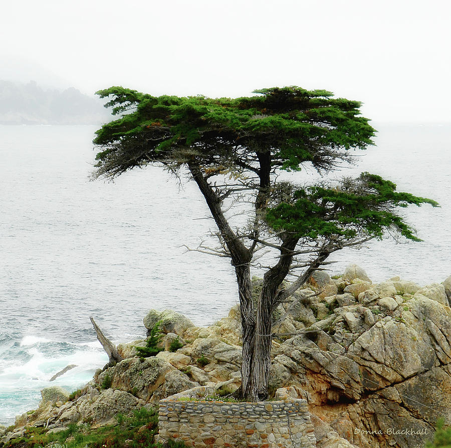 The Cypress Photograph by Donna Blackhall