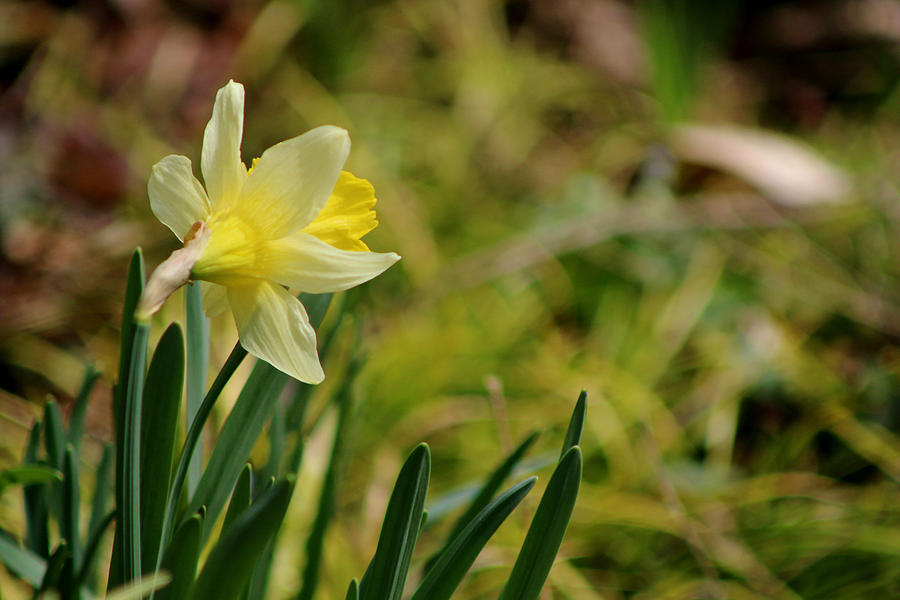 The Daffodil Photograph by Living Color Photography Lorraine Lynch