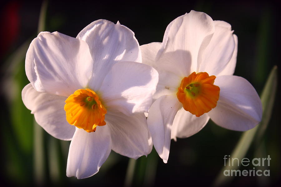  Daffodils - A Symbol of Spring Photograph by Dora Sofia Caputo
