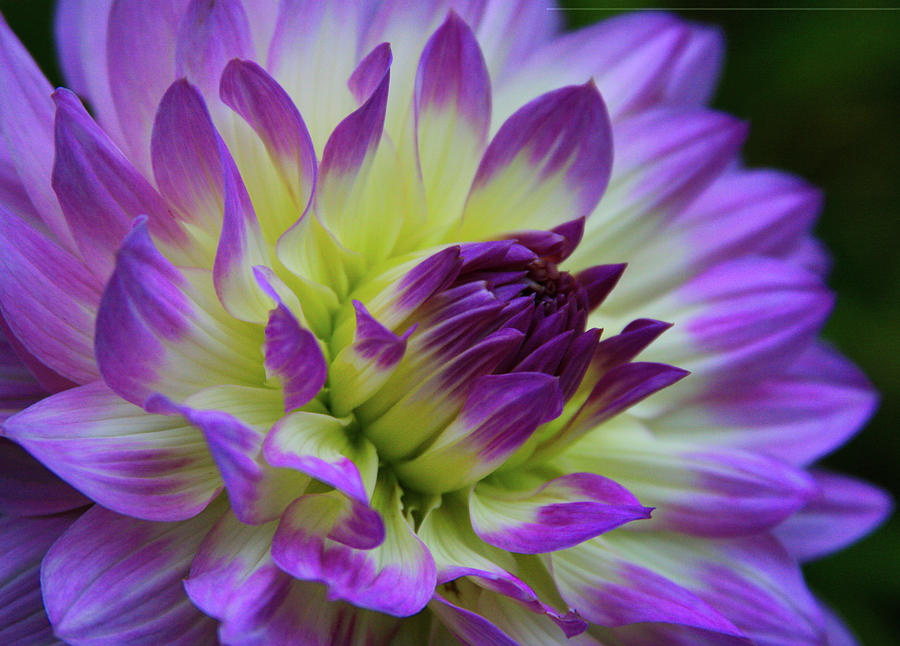 695 Dahlia Photograph by Kevin Schwalbe