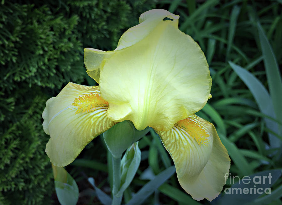 The Dainty Side of an Iris Photograph by Sherry Hallemeier