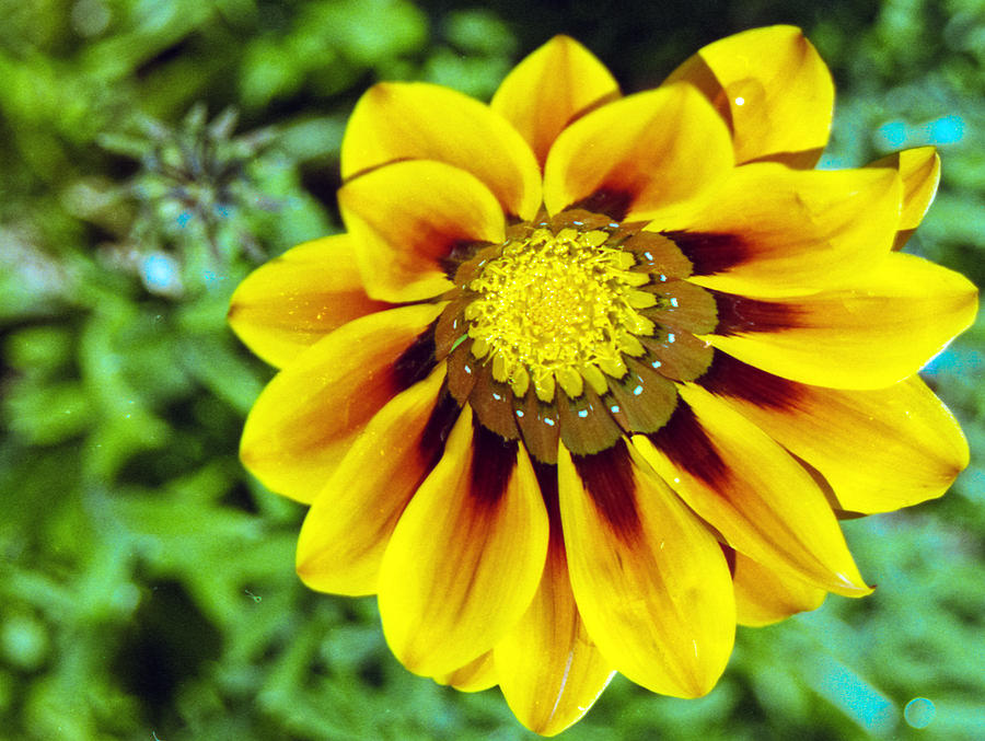 The Daisy Photograph by Matthew Bamberg The Daisy Photograph by Matthew Bamberg