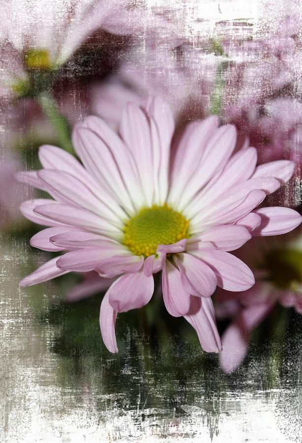 Pink Flower Photograph - The Daisy by Mesa Teresita