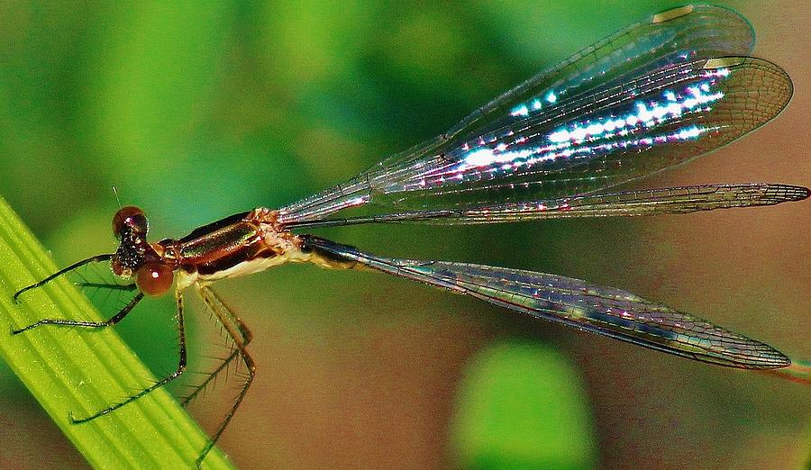 The Damselfly Photograph by Thomas McGuire