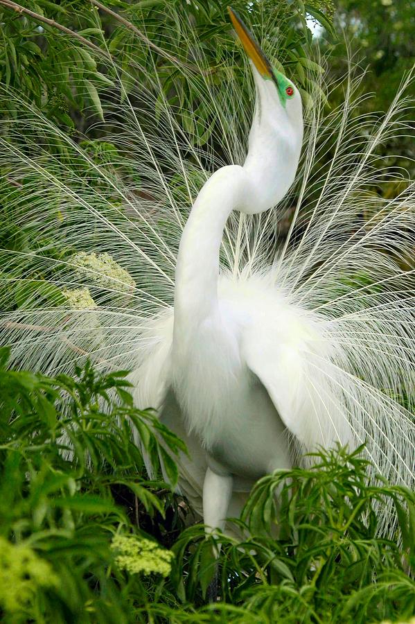 The Dance Photograph by Barbara Porto | Fine Art America