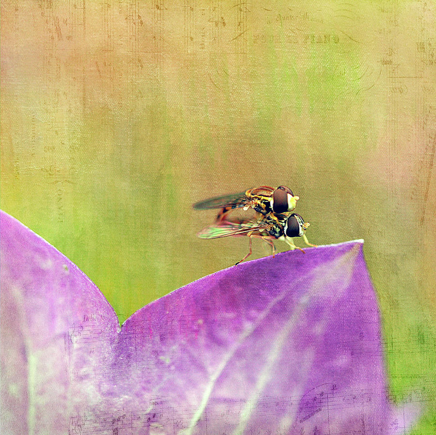 The Dance of the Hoverfly Photograph by Cindi Ressler