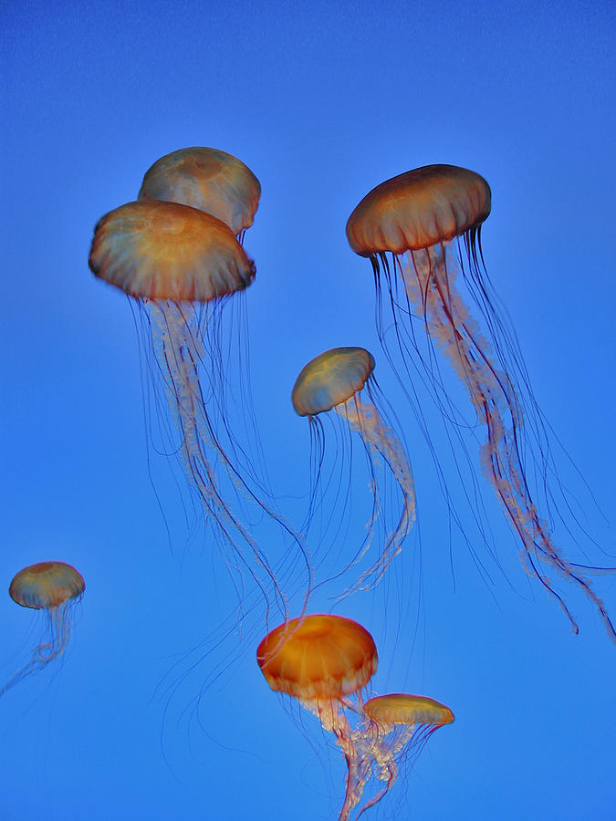 The Dance of the Jellyfish Photograph by Patricia Bolgosano