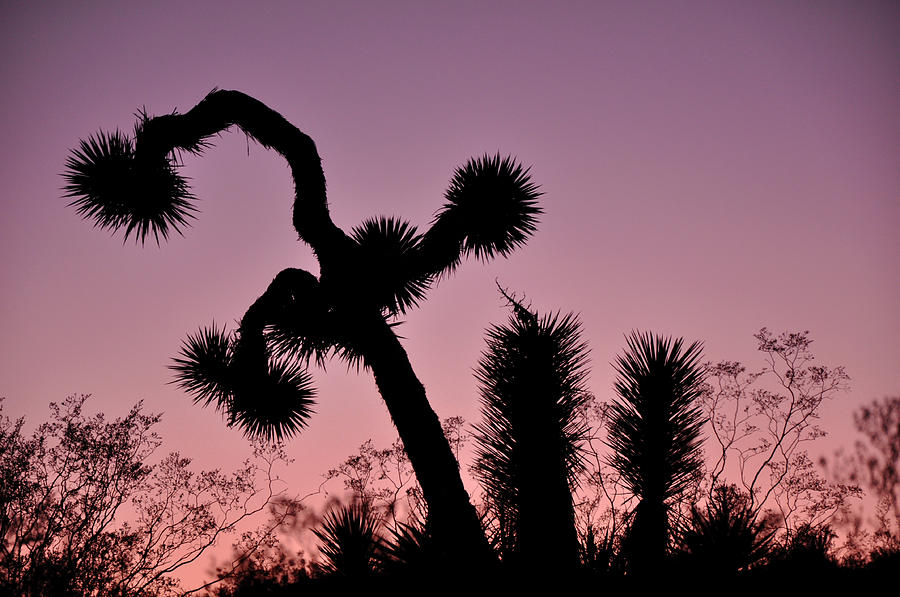 The Dance of the Joshua Tree Photograph by Sandy Fisher