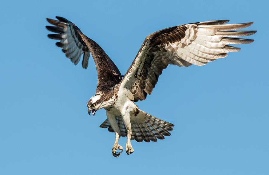 The Dance of the Osprey Photograph by Deborah Freeman