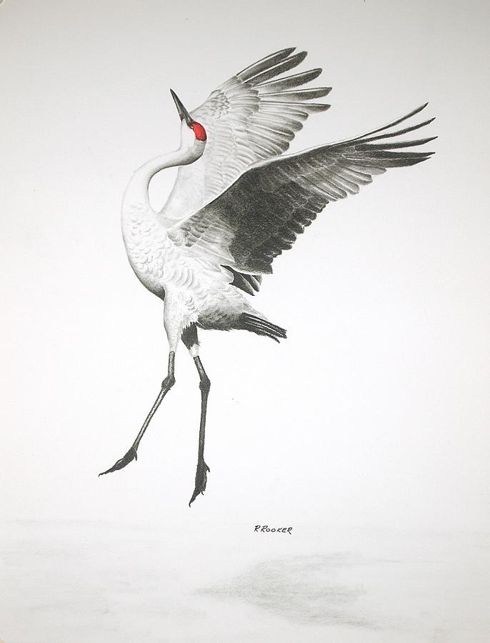 Crane Drawing - The Dance by Richard Rooker