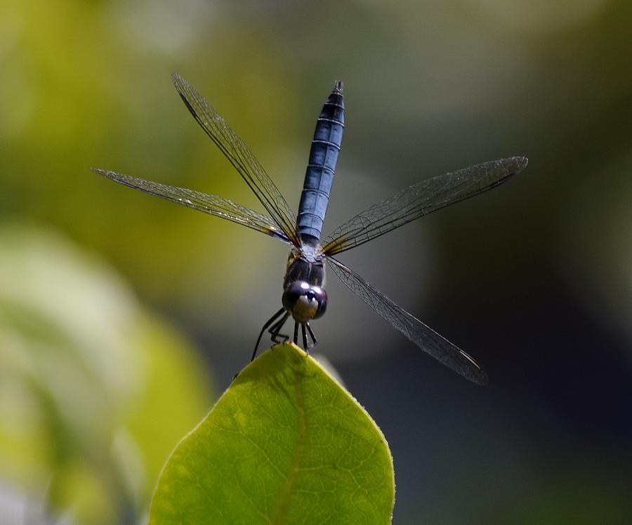 The Dancing Dragonfly Photograph by Jimmy Chuck Smith