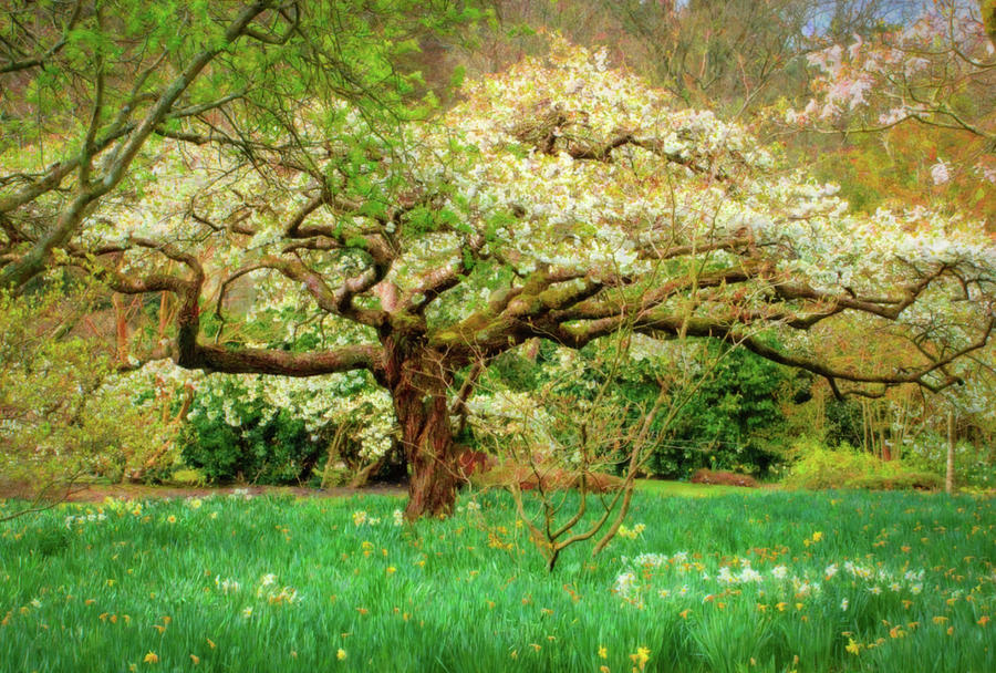 The Dancing Tree Photograph by Adele Buttolph