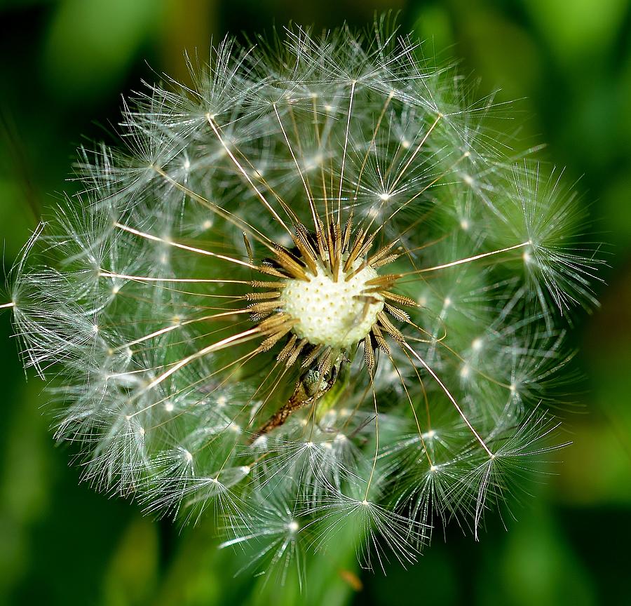 The Dandelion Photograph by Simon Holdsworth - Fine Art America