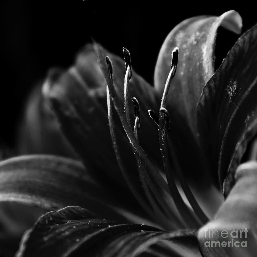 The Dark Beauty Photograph by Clare Bevan