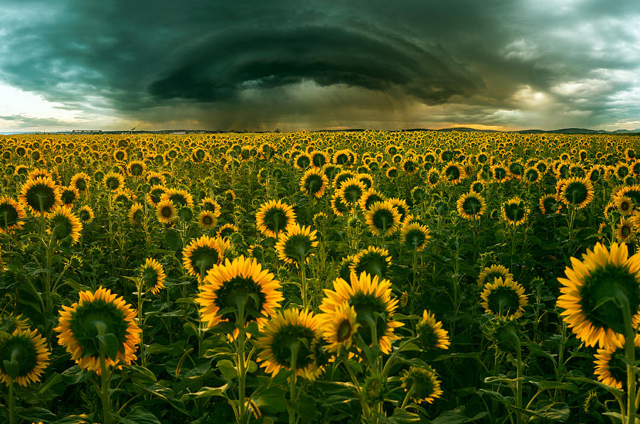 Sunflower Photograph - The Dark Crown by Adrian Borda Sunflower Photograph - The Dark Crown by Adrian Borda