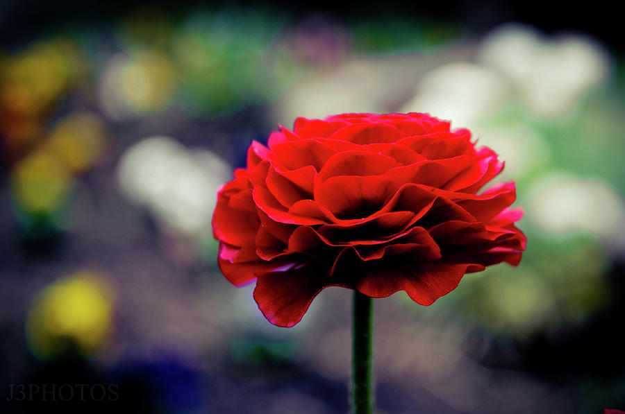 The Dark Flower  Photograph by Jonah Vang