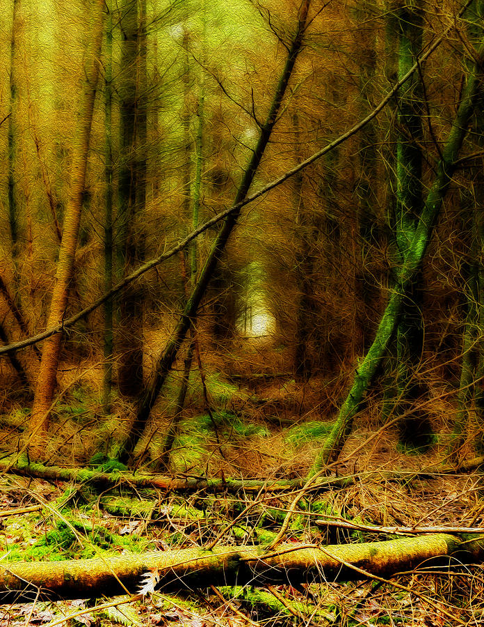 Forest Photograph - The dark forest by Joost Lagerweij Forest Photograph - The dark forest by Joost Lagerweij