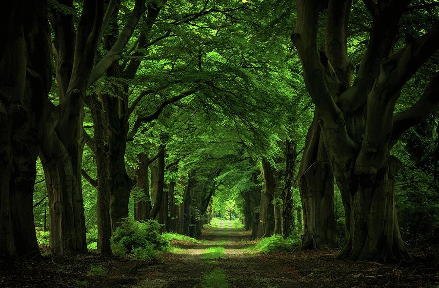 The Dark Forest Photograph by Martin Podt | Fine Art America