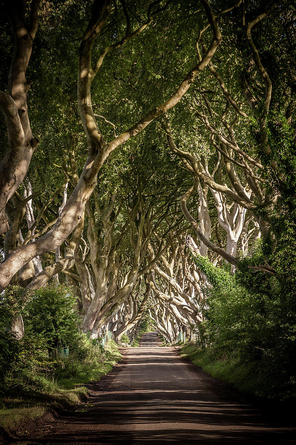 Tree Photograph - The Dark Hedges #2  by George Pennock