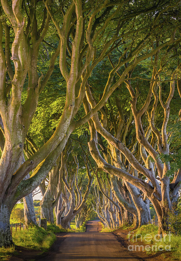 The Dark Hedges Photograph by Henk Meijer Photography