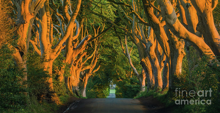 The Dark Hedges - Northern Ireland Photograph by Henk Meijer Photography