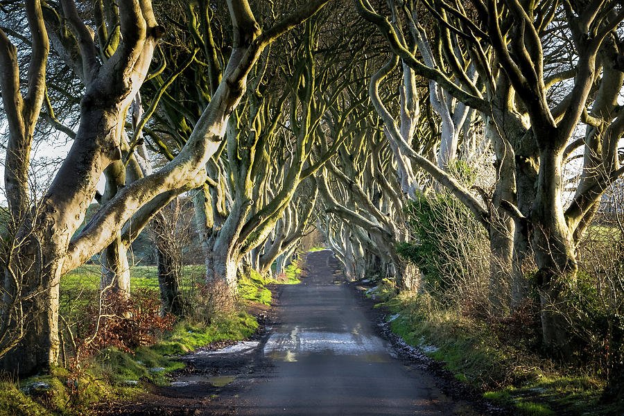 Winter Photograph - The Dark Hedges by Shawn Williams