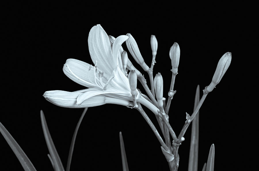 Lily Photograph - The Dark Night Of The Soul Is A Journey From Darkness To Your Latent Inner Strength. by Bijan Pirnia