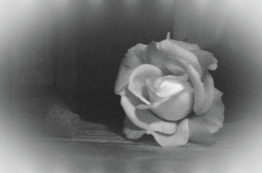 The Dark Rose Photograph by Pamela Critchlow