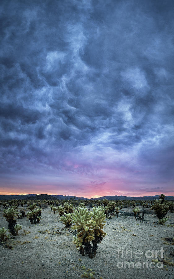 The Dark Sunset at Cholla Cactus Garden  Photograph by Michael Ver Sprill