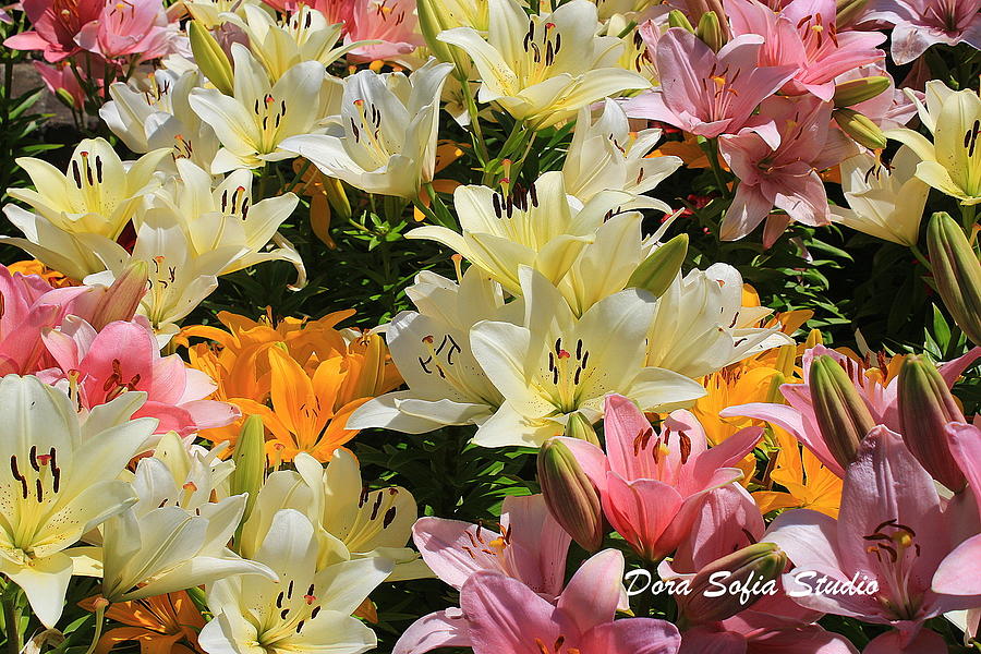 The Daylilies of Early Summer Photograph by Dora Sofia Caputo