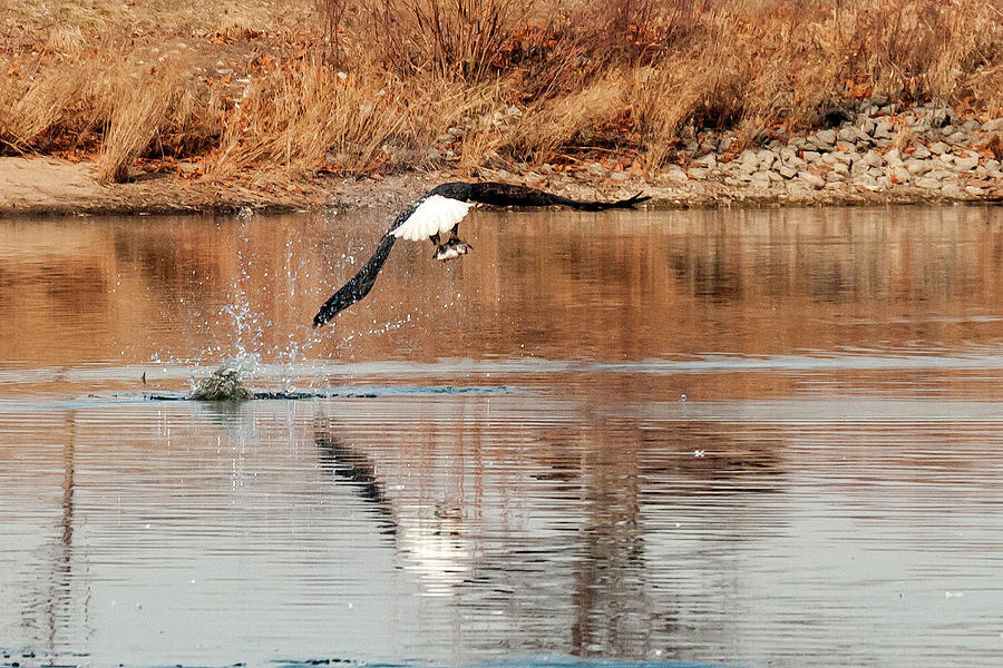 Eagle Photograph - The Days Catch by Phyllis Taylor