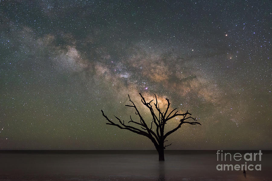 The Dead Forest Milky Way 2x3 Ratio Photograph by Michael Ver Sprill