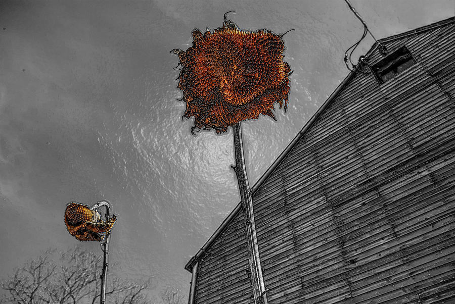 Sunflower Digital Art - The Dead Heads by Andrea Swiedler