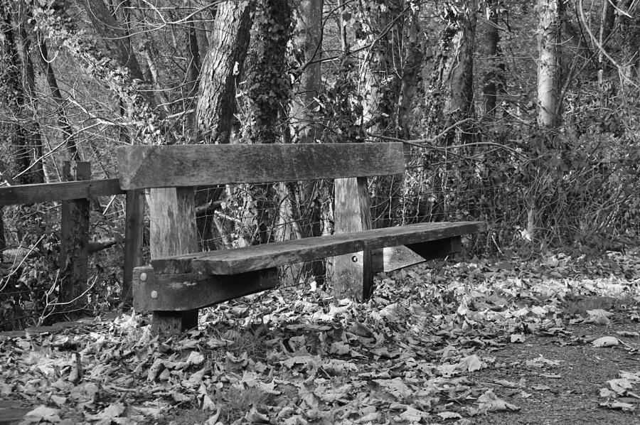 The Dead of Autumn Photograph by Stephen Jenkins | Fine Art America