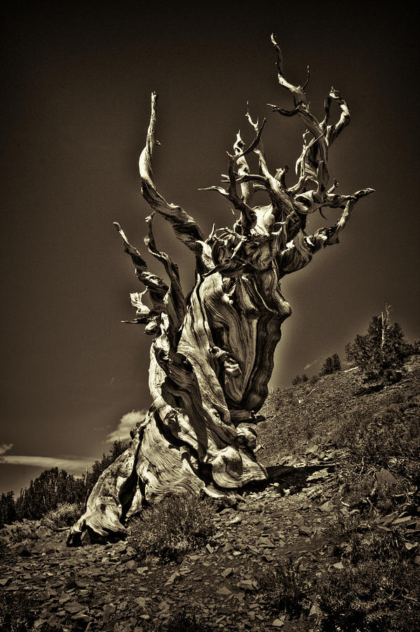 The Dead Sentinel Photograph by Roger Passman
