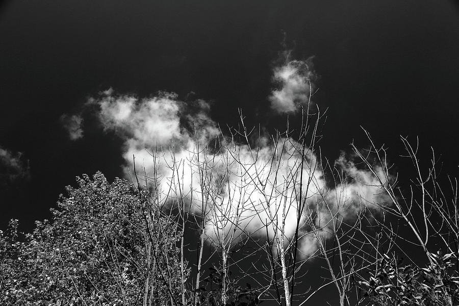 The Dead the Living and Clouds BW Photograph by Mary Bedy