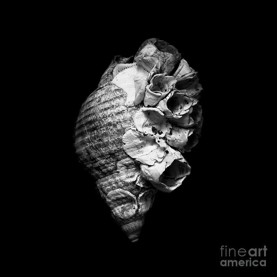 The Decorated Seashell Photograph