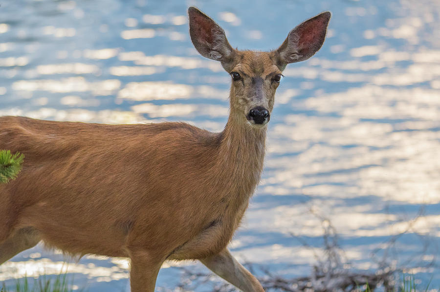 The Deer On The Evening Shore Photograph by Yeates Photography