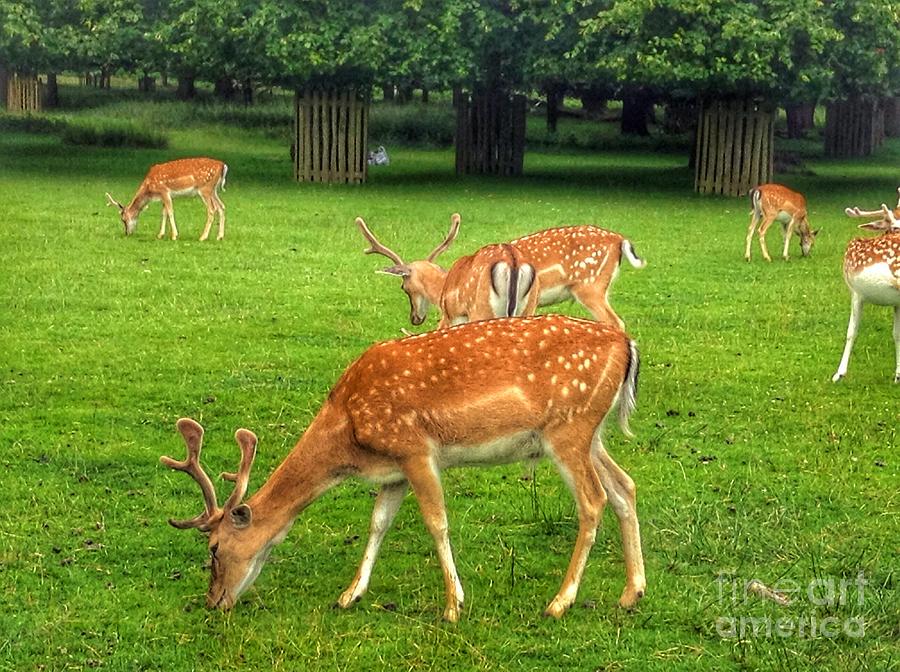 Deer Photograph - The Deer Park 2 by Joan-Violet Stretch