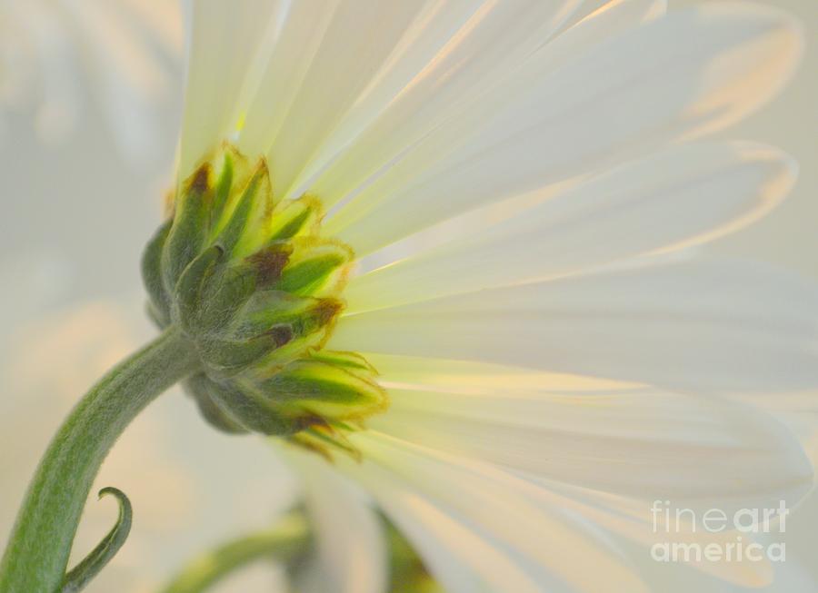 Daisy Photograph - The Delicate Daisy by Mary Deal
